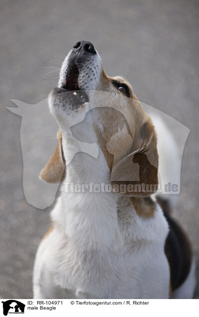male Beagle / RR-104971