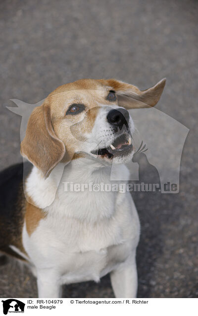 Beagle Rde / male Beagle / RR-104979