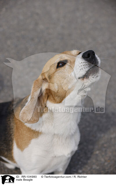 Beagle Rde / male Beagle / RR-104980