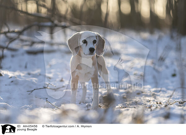 junger Beagle / young Beagle / AH-05456
