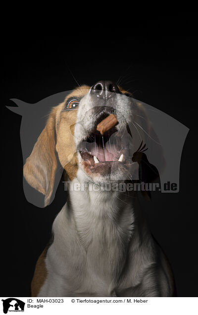 Beagle / MAH-03023