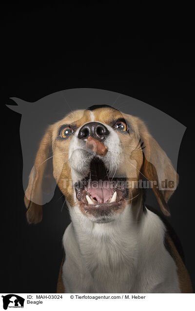 Beagle / MAH-03024