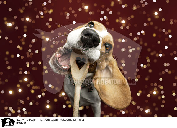 Beagle / Beagle / MT-02039