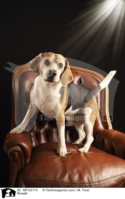 Beagle / Beagle / MT-02114
