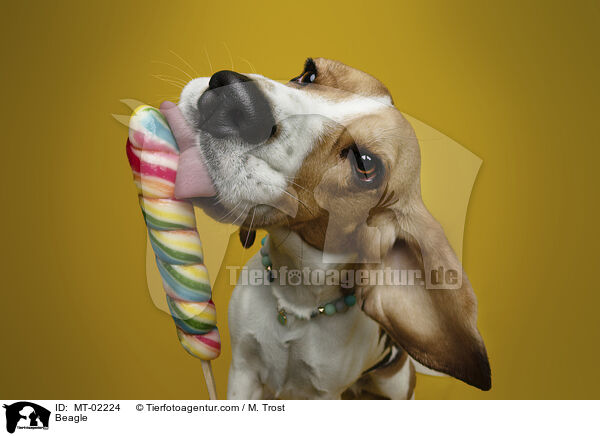 Beagle / MT-02224