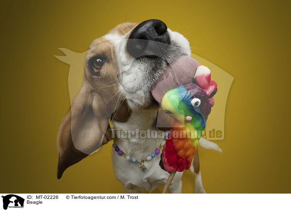 Beagle / MT-02226