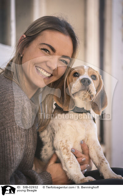 junger Beagle / young Beagle / SIB-02932