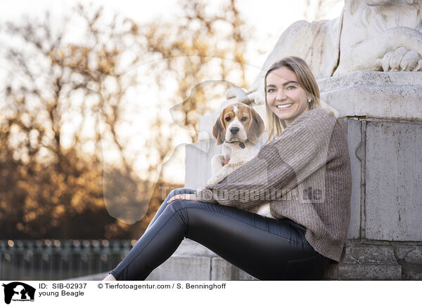 junger Beagle / young Beagle / SIB-02937