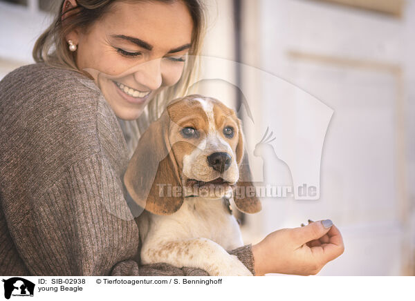 junger Beagle / young Beagle / SIB-02938