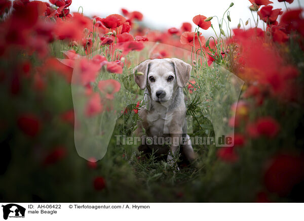 Beagle Rde / male Beagle / AH-06422