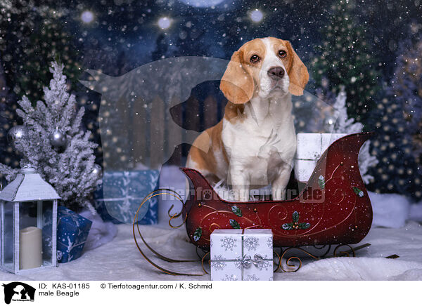 male Beagle / KAS-01185