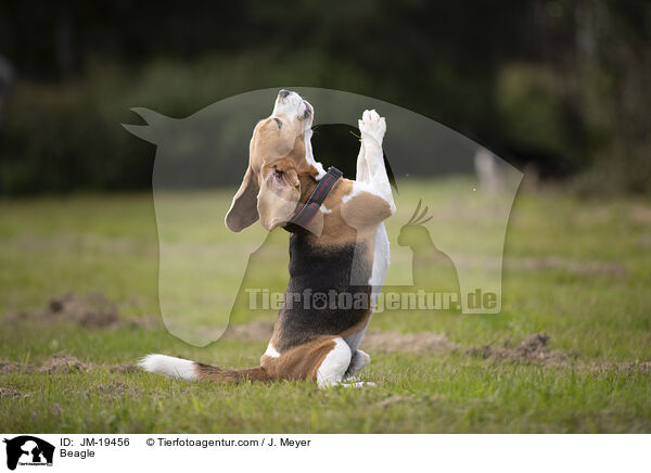 Beagle / Beagle / JM-19456