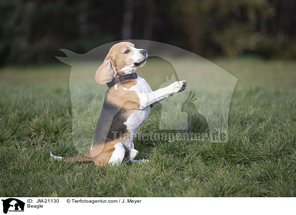 Beagle / Beagle / JM-21130