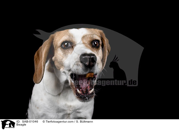 Beagle / Beagle / SAB-01046