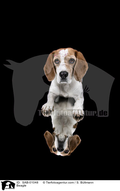 Beagle / Beagle / SAB-01048