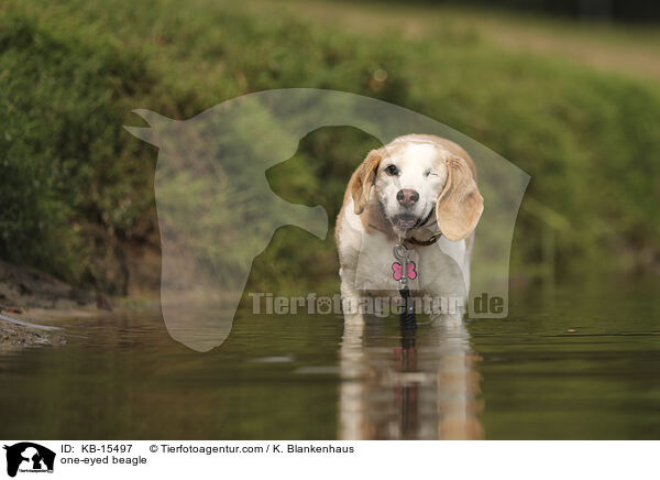 einugiger Beagle / one-eyed beagle / KB-15497