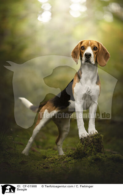Beagle / Beagle / CF-01988