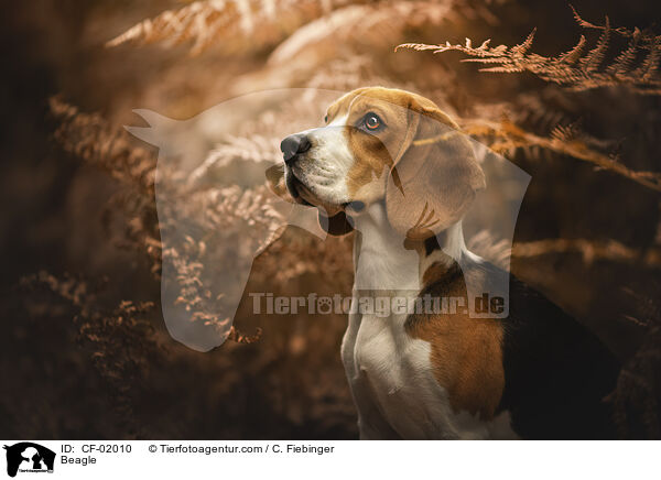 Beagle / Beagle / CF-02010