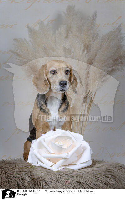 Beagle / Beagle / MAH-04307