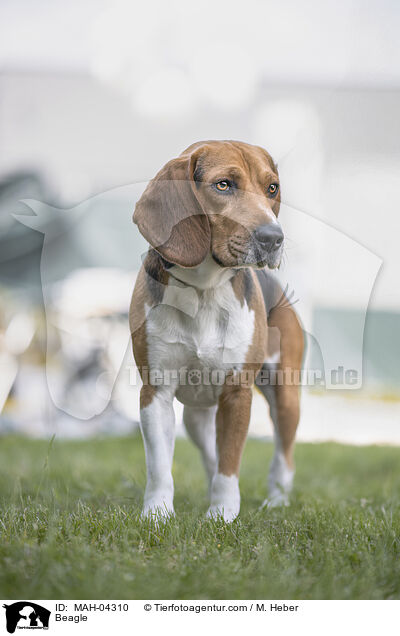 Beagle / Beagle / MAH-04310