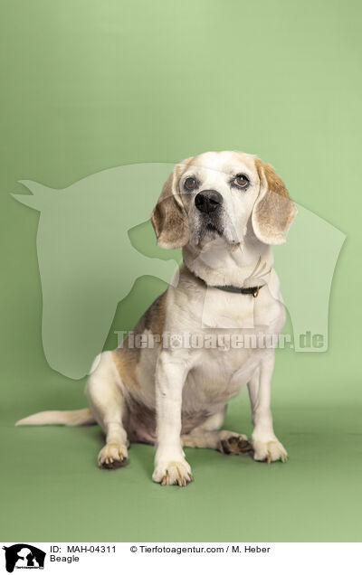 Beagle / Beagle / MAH-04311