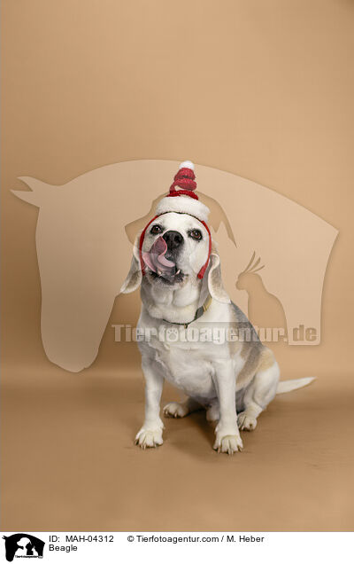Beagle / Beagle / MAH-04312