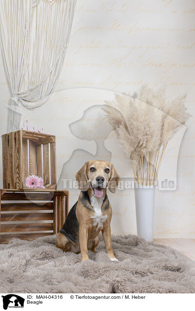 Beagle / Beagle / MAH-04316