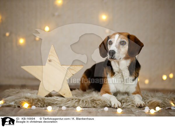 Beagle in Weihnachtsdeko / Beagle in christmas decoration / KB-16894