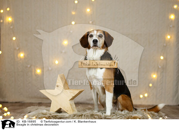 Beagle in Weihnachtsdeko / Beagle in christmas decoration / KB-16895