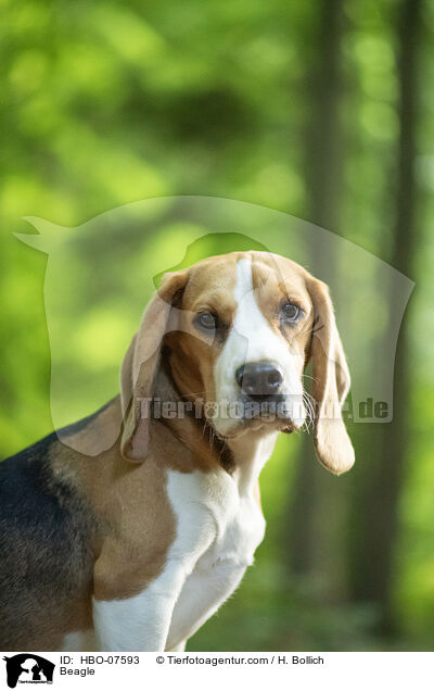 Beagle / Beagle / HBO-07593