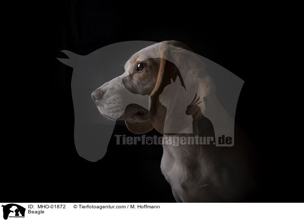 Beagle / Beagle / MHO-01872