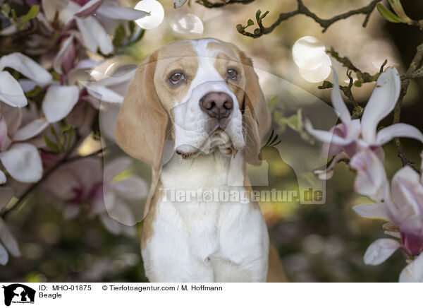 Beagle / Beagle / MHO-01875