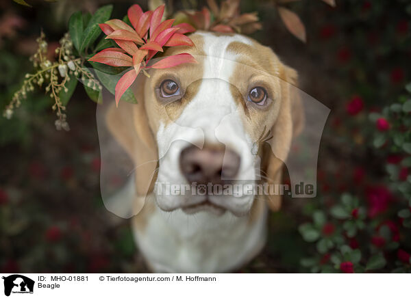 Beagle / Beagle / MHO-01881