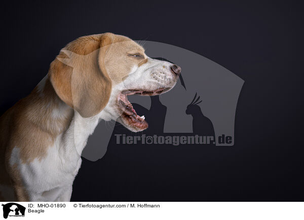 Beagle / Beagle / MHO-01890