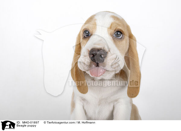 Beagle Welpe / Beagle puppy / MHO-01897