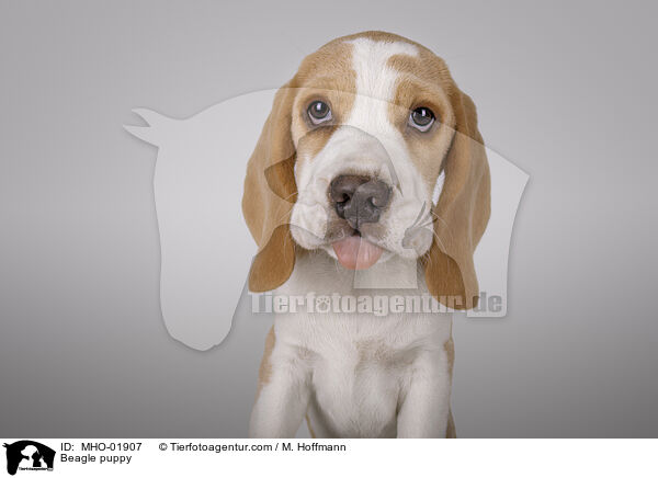 Beagle Welpe / Beagle puppy / MHO-01907