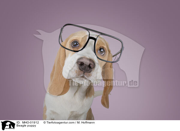 Beagle puppy / MHO-01912