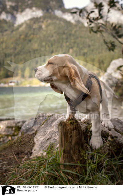 Beagle puppy / MHO-01921
