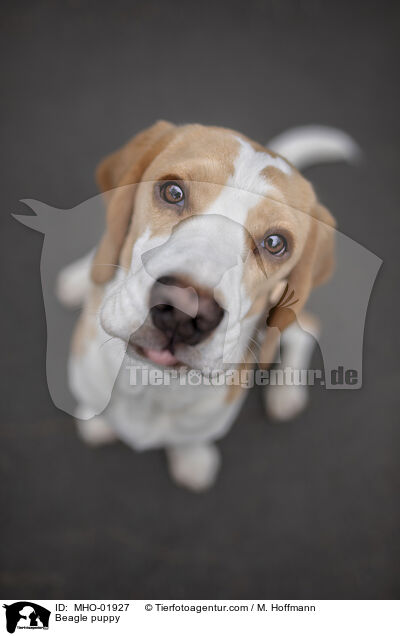 Beagle Welpe / Beagle puppy / MHO-01927
