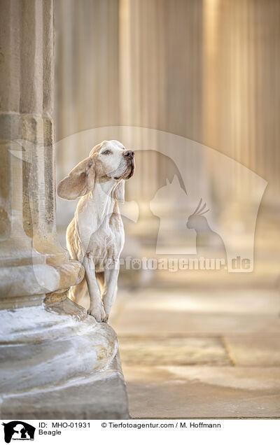 Beagle / Beagle / MHO-01931