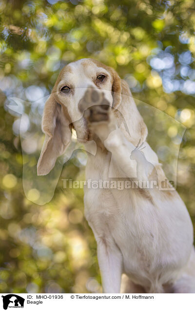 Beagle / Beagle / MHO-01936