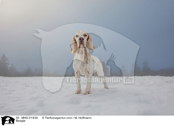 Beagle / Beagle / MHO-01939
