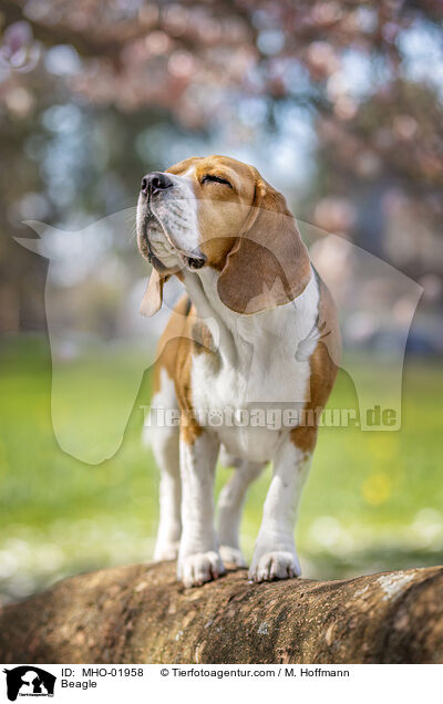 Beagle / Beagle / MHO-01958