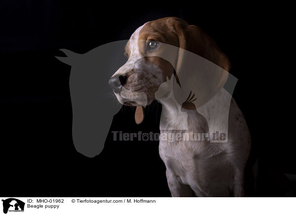 Beagle Welpe / Beagle puppy / MHO-01962