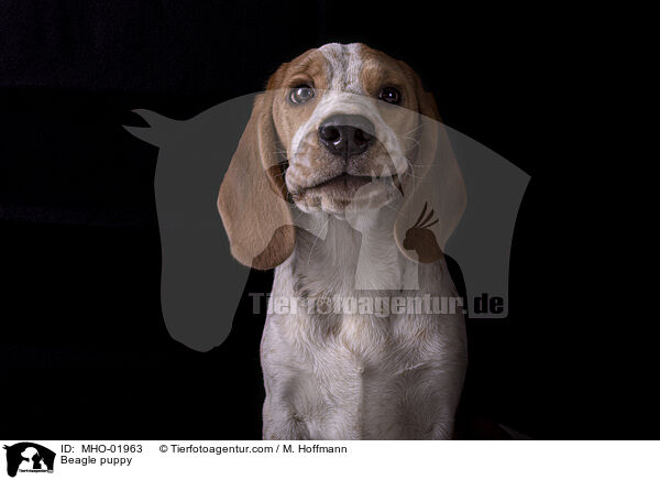 Beagle Welpe / Beagle puppy / MHO-01963