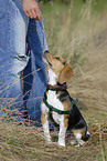 Beagle