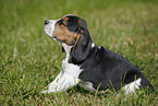 sitting Beagle