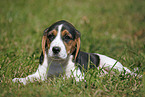 lying Beagle