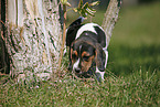 snuffling Beagle