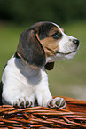 Beagle Puppy in basket
